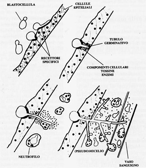 lieviti e psoriasi - candida perforazione epiteli