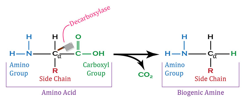 enzima decarbossilasi