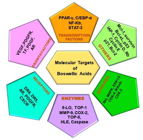 Target molecolari degli acidi Boswellici
