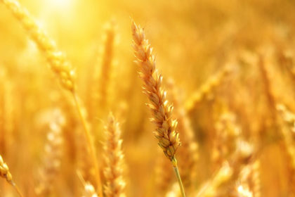 Sensibilità al glutine non celiaca