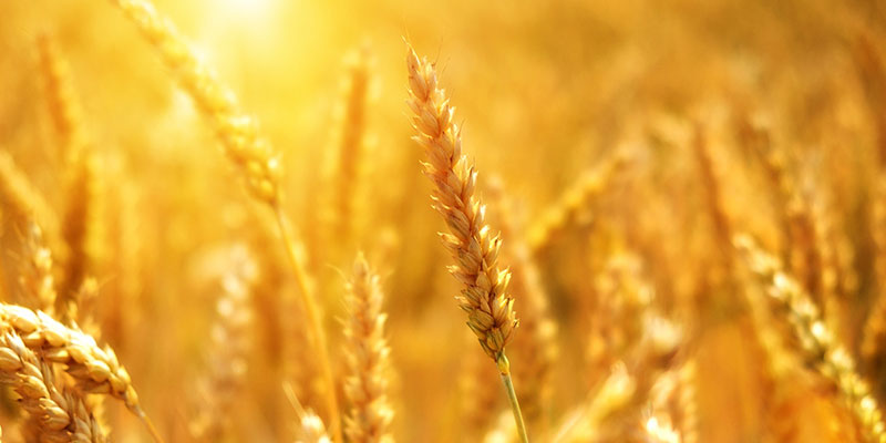 Sensibilità al glutine non celiaca